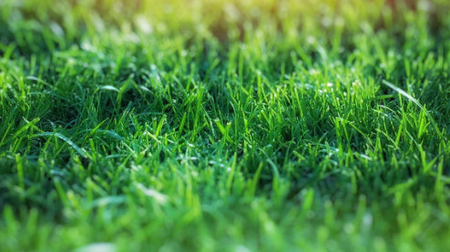 Lawn with Autumn leaf